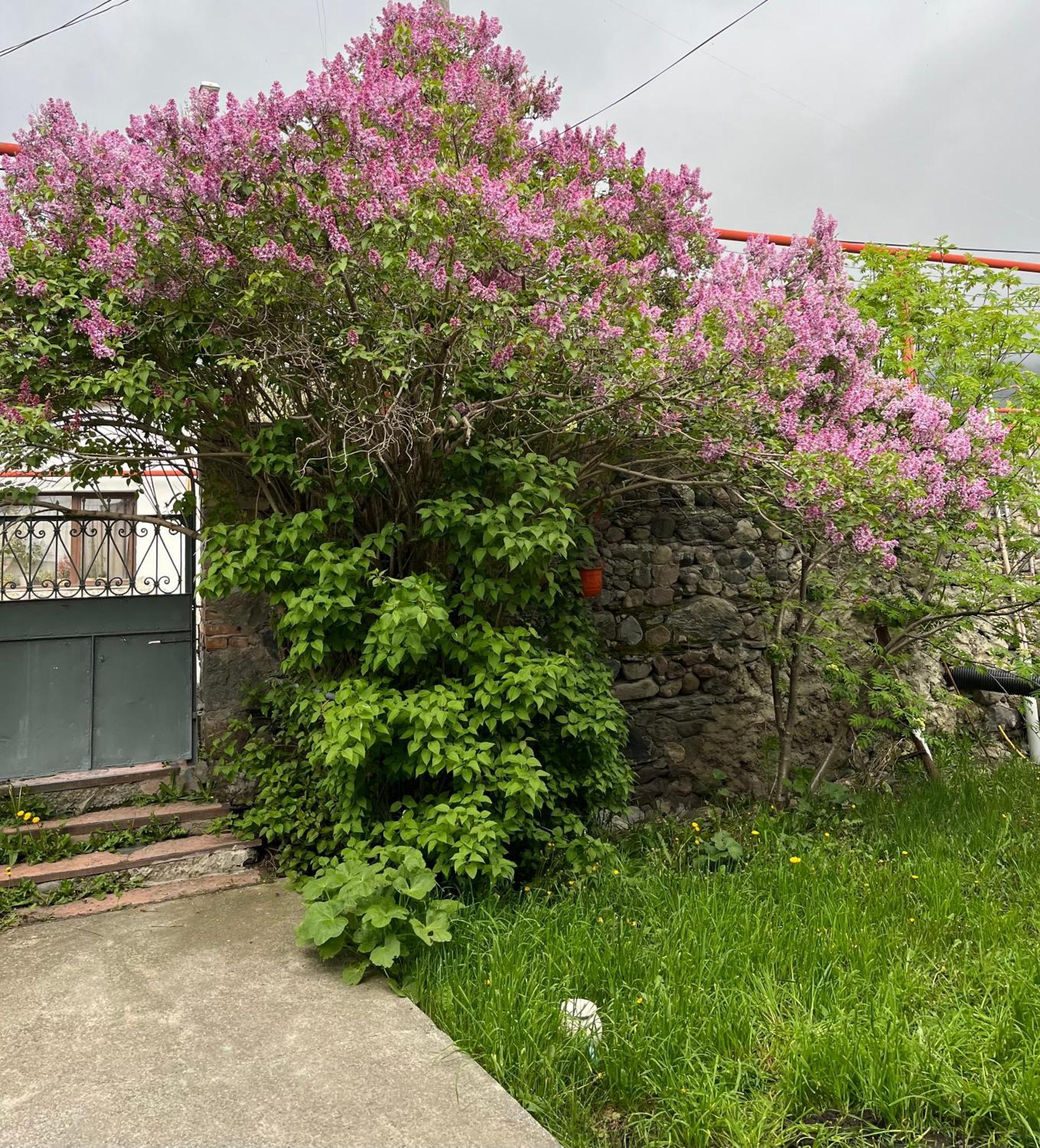 Soso Burduli'S Guesthouse 卡兹贝吉 外观 照片